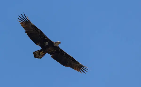 Görkemli bir kel kartal açık mavi gökyüzünde süzülür, kanatları tamamen geniştir..