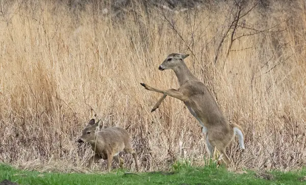 Bir geyik arka ayakları üzerinde dururken diğeri uzun otların arasında otluyor..