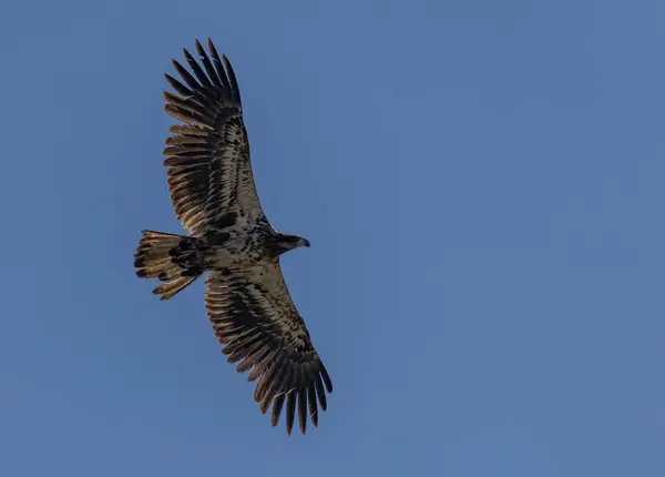 Görkemli bir kel kartal açık mavi gökyüzüne doğru süzülür etkileyici kanat açıklığını ve ayrıntılı tüylerini gösterir..