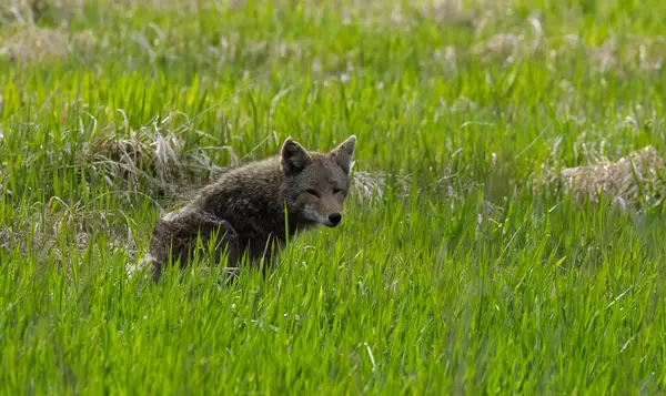 Yalnız bir çakal, yemyeşil bir tarlada uzun otlarla harmanlanmış bir şekilde tetikte durur..