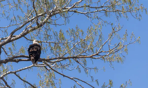 Açık mavi gökyüzüne karşı bir ağaç dalına tünemiş kel bir kartal..