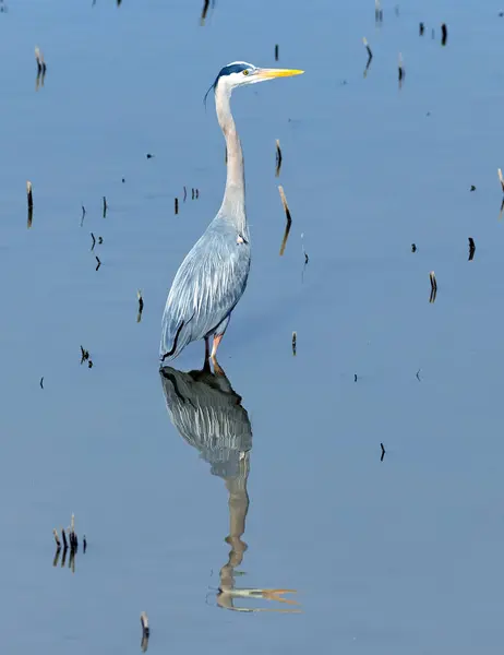 Balıkçıl, sazlıklarla çevrili sakin sularda nazikçe durur. Yansıması görülebilir..