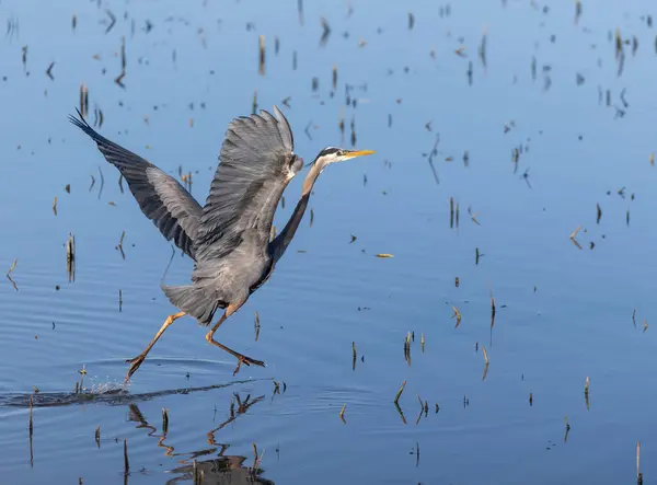 Balıkçıl zarif bir şekilde, seyrek sazlıklarla çevrili sakin ve yansıtıcı bir su yüzeyinde uçar..