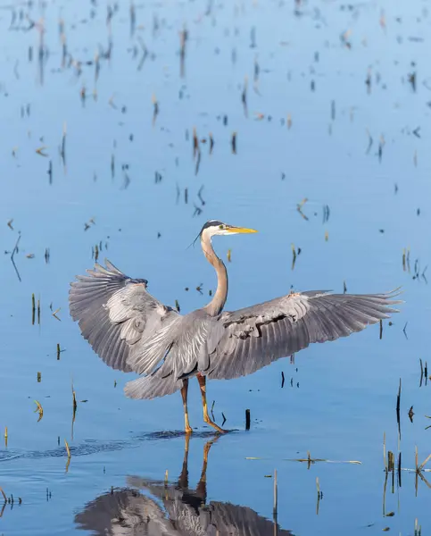 Büyük bir mavi balıkçıl, sazlıklarla çevrili kanatları açık, sığ sularda duruyor..