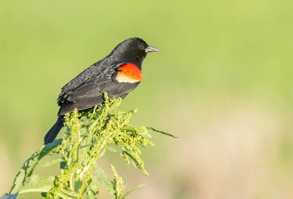 Kırmızı kanatlı bir karatavuk yeşil bir bitkinin üzerine tünemiş.