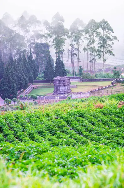 Banjarnegara, Endonezya - 21 Eylül 2022: Dieng sanatçılarının Mahabharata efsanelerini volkanik taş hikayelerinde ustaca betimledikleri Candi Gatotkaca 'nın 8. yüzyıl eserlerini keşfetmek.