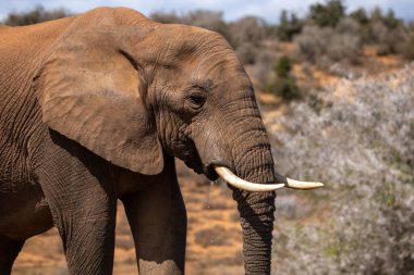 Vahşi Afrika Fili Güney Afrika 'daki Addo Fil Parkı' nda çekildi.