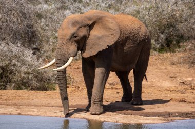 Vahşi Afrika Fili Güney Afrika 'daki Addo Fil Parkı' nda çekildi.