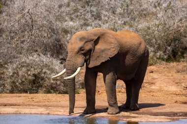 Vahşi Afrika Fili Güney Afrika 'daki Addo Fil Parkı' nda çekildi.