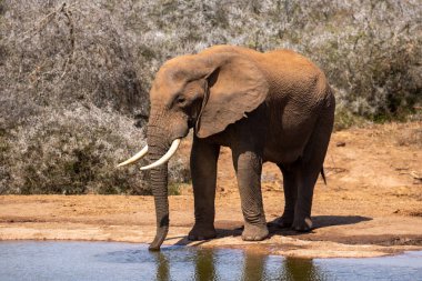 Vahşi Afrika Fili Güney Afrika 'daki Addo Fil Parkı' nda çekildi.