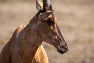 Güney Afrika 'daki Addo Fil Parkı' nda kırmızı antilop fotoğrafı çekildi.