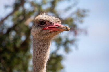 Güney Afrika 'daki Addo Fil Parkı' nda erkek devekuşu fotoğrafı çekildi.