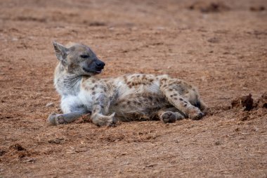 Güney Afrika 'daki Addo Fil Parkı' nda çekilmiş.