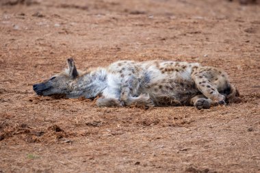 Güney Afrika 'daki Addo Fil Parkı' nda çekilmiş.