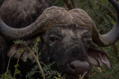 Afrika Bizonu, Güney Afrika 'daki Addo Fil Parkı' nda çekildi.