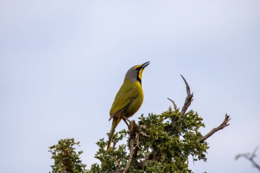 Bokmakierie photographed in the Addo Elephant Park, South Africa clipart