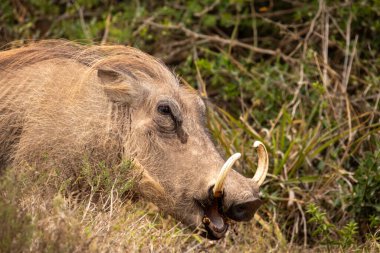 Güney Afrika 'daki Addo Fil Parkı' nda çekilmiş.