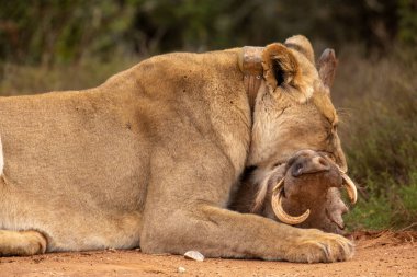 Afrika Aslanları, Güney Afrika 'daki Addo Fil Parkı' nda bir yaban domuzu avlayıp öldürürken çekildi.
