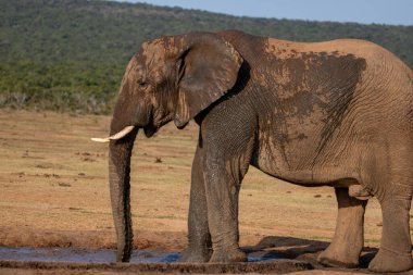 Vahşi Afrika Fili Güney Afrika 'daki Addo Fil Parkı' nda çekildi.