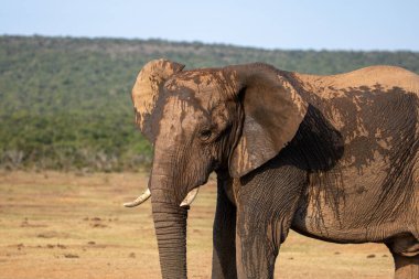 Vahşi Afrika Fili Güney Afrika 'daki Addo Fil Parkı' nda çekildi.