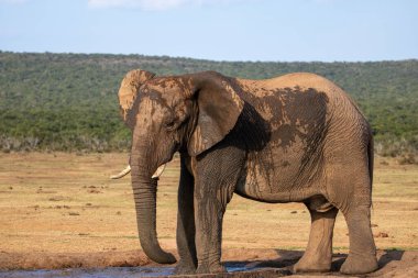 Vahşi Afrika Fili Güney Afrika 'daki Addo Fil Parkı' nda çekildi.