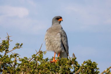 Güney Afrika 'daki Addo Fil Parkı' nda Solgun İlahi-Goshawk fotoğrafı çekildi.