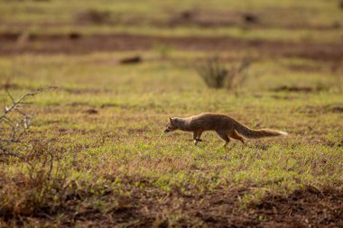 Sarı firavun faresi Addo Fil Parkı, Güney Afrika 'da çekilmiş.