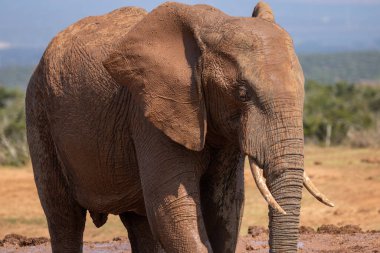 Vahşi Afrika Fili Güney Afrika 'daki Addo Fil Parkı' nda çekildi.