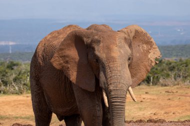 Vahşi Afrika Fili Güney Afrika 'daki Addo Fil Parkı' nda çekildi.