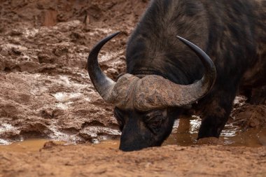 Afrika Bizonu, Güney Afrika 'daki Addo Fil Parkı' nda çekildi.