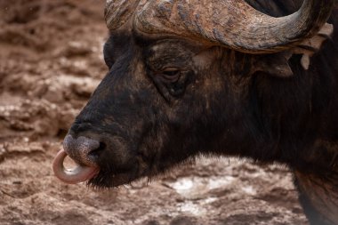 Afrika Bizonu, Güney Afrika 'daki Addo Fil Parkı' nda çekildi.