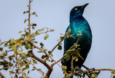 Cape glossy starling perched on bush clipart