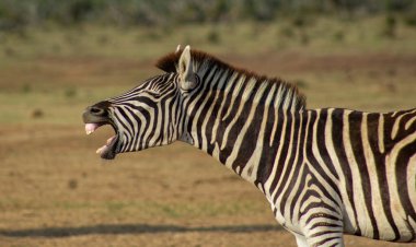 Burchell 'in Zebra' sı Güney Afrika 'daki Addo Fil Parkı' nda çekilmiş.