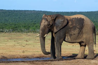 Vahşi Afrika Fili Güney Afrika 'daki Addo Fil Parkı' nda çekildi.