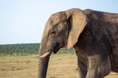 Vahşi Afrika Fili Güney Afrika 'daki Addo Fil Parkı' nda çekildi.