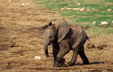 Vahşi Afrika Fili Güney Afrika 'daki Addo Fil Parkı' nda çekildi.