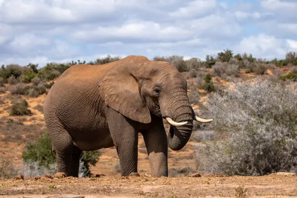 Vahşi Afrika Fili Güney Afrika 'daki Addo Fil Parkı' nda çekildi.