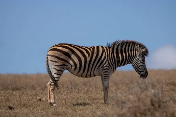 Burchell 'in Zebra' sı Güney Afrika 'daki Addo Fil Parkı' nda çekilmiş.
