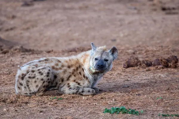Güney Afrika 'daki Addo Fil Parkı' nda çekilmiş.