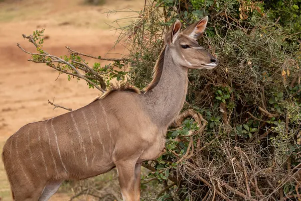 Kudu (Büyük Kudu) Güney Afrika 'daki Addo Fil Parkı' nda çekilmiştir.