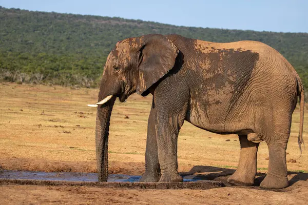 Vahşi Afrika Fili Güney Afrika 'daki Addo Fil Parkı' nda çekildi.