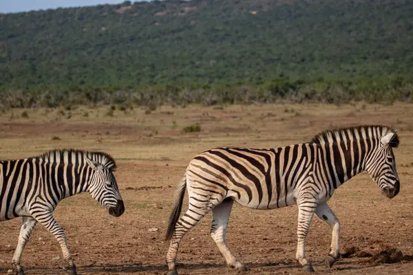 Burchell 'in Zebra' sı Güney Afrika 'daki Addo Fil Parkı' nda çekilmiş.