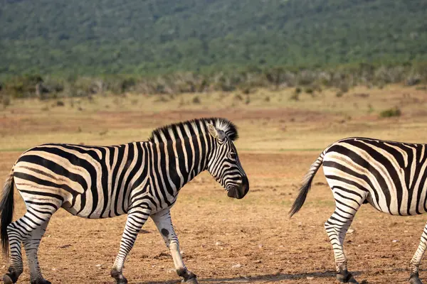 Burchell 'in Zebra' sı Güney Afrika 'daki Addo Fil Parkı' nda çekilmiş.