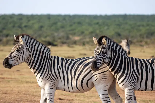 Burchell 'in Zebra' sı Güney Afrika 'daki Addo Fil Parkı' nda çekilmiş.