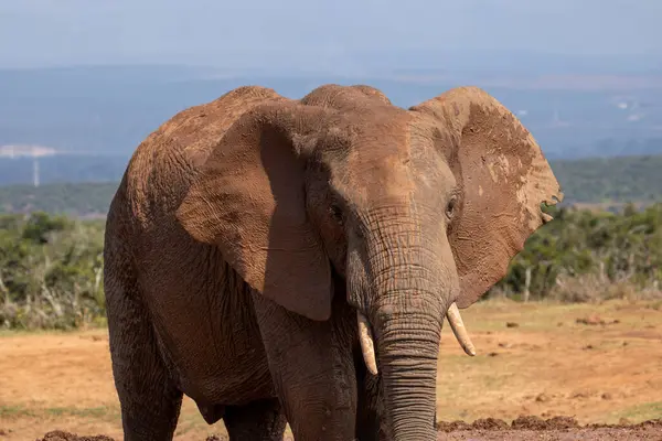 Vahşi Afrika Fili Güney Afrika 'daki Addo Fil Parkı' nda çekildi.