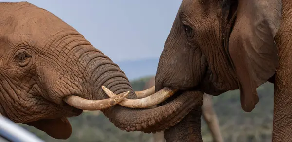 Vahşi Afrika Fili Güney Afrika 'daki Addo Fil Parkı' nda çekildi.