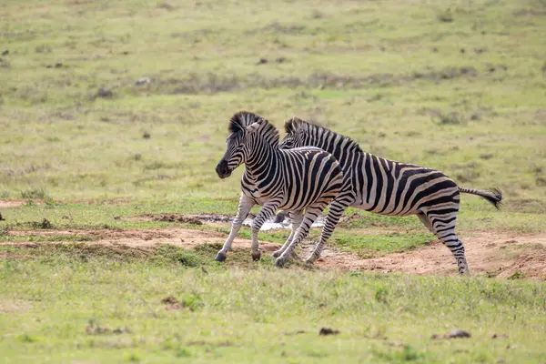 Burchell 'in Zebra' sı Güney Afrika 'daki Addo Fil Parkı' nda çekilmiş.