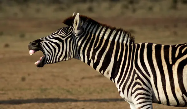 Burchell 'in Zebra' sı Güney Afrika 'daki Addo Fil Parkı' nda çekilmiş.