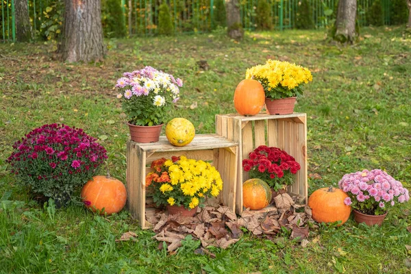 Jesienny Odkryty Kompozycja Kwiat Drewniany Pudełko Zielony Trawa Pomarańczowe Dynie — Zdjęcie stockowe