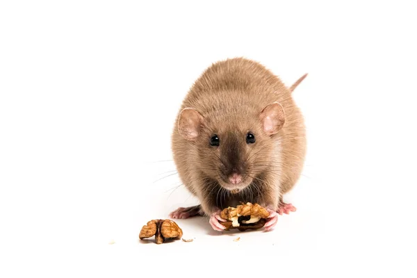 Gros Plan Rat Domestique Marron Dumbo Sur Fond Blanc Mangeant — Photo